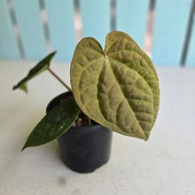 Load image into Gallery viewer, #R24 Anthurium Forgetii x Luxurians