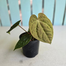 Load image into Gallery viewer, #R24 Anthurium Forgetii x Luxurians