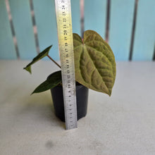 Load image into Gallery viewer, #R24 Anthurium Forgetii x Luxurians