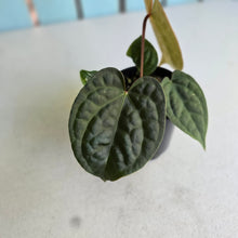 Load image into Gallery viewer, #R24 Anthurium Forgetii x Luxurians