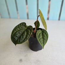 Load image into Gallery viewer, #R24 Anthurium Forgetii x Luxurians