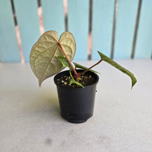 Load image into Gallery viewer, #R24 Anthurium Forgetii x Luxurians