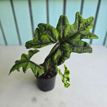 Load image into Gallery viewer, #W14 Alocasia Jacklyn