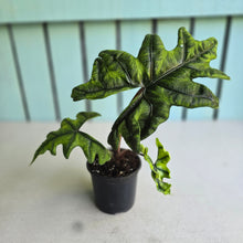 Load image into Gallery viewer, #W14 Alocasia Jacklyn
