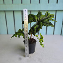 Load image into Gallery viewer, #W14 Alocasia Jacklyn
