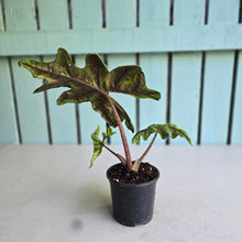 Load image into Gallery viewer, #W14 Alocasia Jacklyn