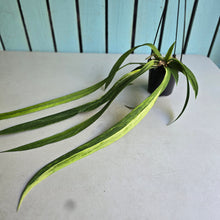 Load image into Gallery viewer, #H55 Highly Variegated Anthurium Vittarifolium