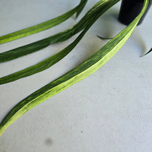 Load image into Gallery viewer, #H55 Highly Variegated Anthurium Vittarifolium