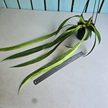 Load image into Gallery viewer, #H55 Highly Variegated Anthurium Vittarifolium