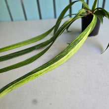 Load image into Gallery viewer, #H55 Highly Variegated Anthurium Vittarifolium