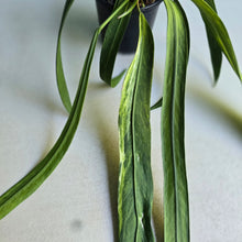 Load image into Gallery viewer, #H55 Highly Variegated Anthurium Vittarifolium