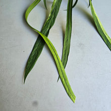 Load image into Gallery viewer, #H55 Highly Variegated Anthurium Vittarifolium