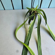 Load image into Gallery viewer, #H55 Highly Variegated Anthurium Vittarifolium