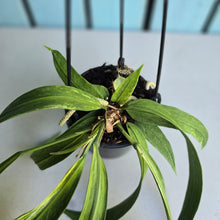 Load image into Gallery viewer, #H55 Highly Variegated Anthurium Vittarifolium