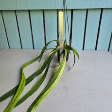 Load image into Gallery viewer, #H55 Highly Variegated Anthurium Vittarifolium