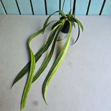 Load image into Gallery viewer, #H55 Highly Variegated Anthurium Vittarifolium