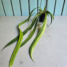 Load image into Gallery viewer, #H55 Highly Variegated Anthurium Vittarifolium