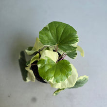 Load image into Gallery viewer, #H65 Farfugium Japonicum 'Argenteum'