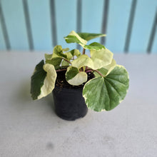 Load image into Gallery viewer, #H65 Farfugium Japonicum 'Argenteum'