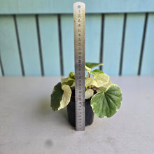 Load image into Gallery viewer, #H65 Farfugium Japonicum 'Argenteum'