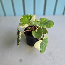 Load image into Gallery viewer, #H65 Farfugium Japonicum 'Argenteum'