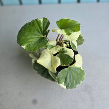 Load image into Gallery viewer, #H65 Farfugium Japonicum 'Argenteum'