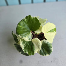 Load image into Gallery viewer, #M94 Farfugium Japonicum 'Argenteum'