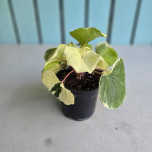 Load image into Gallery viewer, #M94 Farfugium Japonicum 'Argenteum'