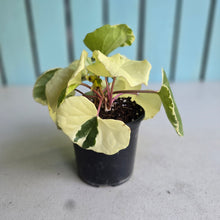 Load image into Gallery viewer, #M94 Farfugium Japonicum 'Argenteum'