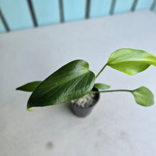 Load image into Gallery viewer, #B27 Monstera Burle Marx Flame