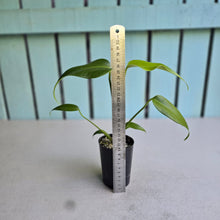 Load image into Gallery viewer, #B27 Monstera Burle Marx Flame