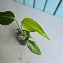 Load image into Gallery viewer, #B27 Monstera Burle Marx Flame