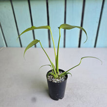 Load image into Gallery viewer, #B27 Monstera Burle Marx Flame