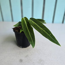 Load image into Gallery viewer, #B75 Anthurium Warocqueanum - Possibly Dark Narrow / Possibly Normal