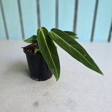 Load image into Gallery viewer, #B75 Anthurium Warocqueanum - Possibly Dark Narrow / Possibly Normal