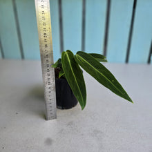 Load image into Gallery viewer, #B75 Anthurium Warocqueanum - Possibly Dark Narrow / Possibly Normal