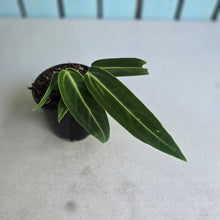 Load image into Gallery viewer, #B75 Anthurium Warocqueanum - Possibly Dark Narrow / Possibly Normal
