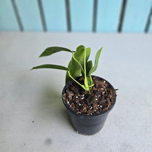 Load image into Gallery viewer, #B75 Anthurium Warocqueanum - Possibly Dark Narrow / Possibly Normal