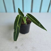 Load image into Gallery viewer, #H64 Anthurium Warocqueanum - Possibly Dark Narrow / Possibly Normal