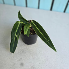 Load image into Gallery viewer, #H64 Anthurium Warocqueanum - Possibly Dark Narrow / Possibly Normal