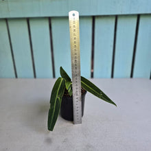 Load image into Gallery viewer, #H64 Anthurium Warocqueanum - Possibly Dark Narrow / Possibly Normal