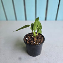 Load image into Gallery viewer, #H64 Anthurium Warocqueanum - Possibly Dark Narrow / Possibly Normal