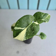 Load image into Gallery viewer, #W63 Monstera Thai Constellation