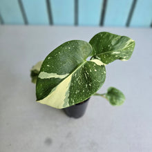 Load image into Gallery viewer, #W63 Monstera Thai Constellation