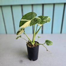 Load image into Gallery viewer, #W63 Monstera Thai Constellation