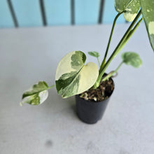 Load image into Gallery viewer, #W63 Monstera Thai Constellation