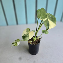 Load image into Gallery viewer, #W63 Monstera Thai Constellation
