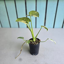 Load image into Gallery viewer, #W63 Monstera Thai Constellation