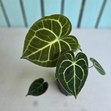 Load image into Gallery viewer, #W13 Anthurium Clarinervium