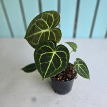 Load image into Gallery viewer, #W13 Anthurium Clarinervium